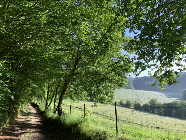 Nous sommes maintenant sur la sente Sagan, le long du bois du Hamel.