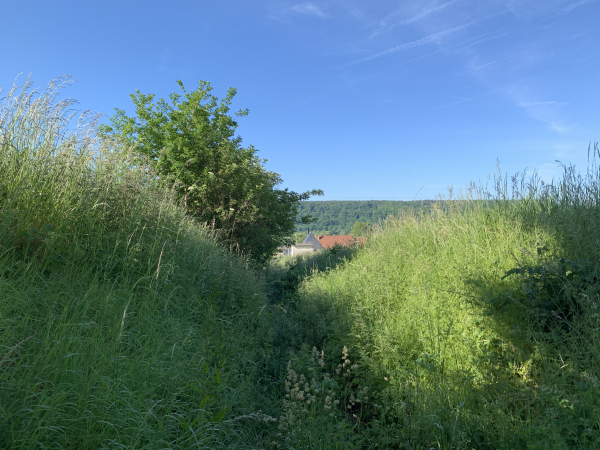 Le chemin de la Herche, qui permet de descendre dans la vallée de la Risle, disparaît sous la végétation. Ce ne sont que des hautes herbes, le passage est facile.