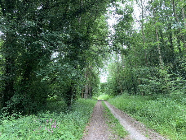 Chemin de la Source, traversée du bois de Cuignet.