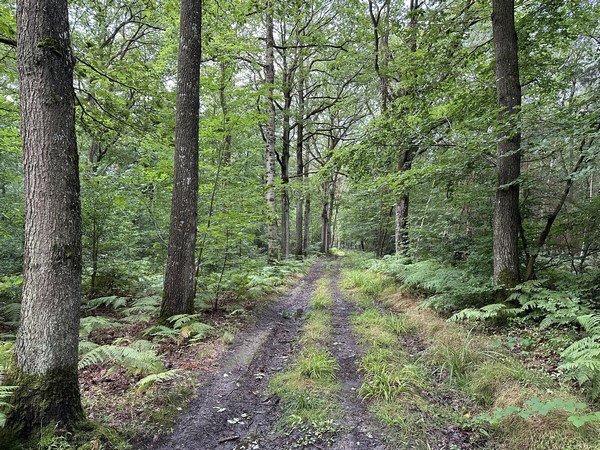 Nous suivons le chemin qui traverse le bois de Grammont. Malgré les pluies abondantes de ces derniers jours, nous ne pataugeons pas.