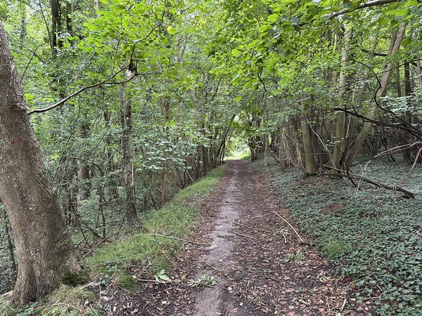 Dans la descente, nous traversons le coteau boisé.
