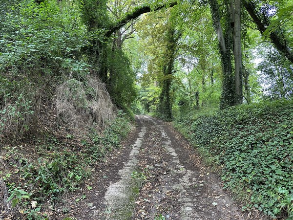 Nous montons dans le bois de la Fosse. Ici aussi le chemin est adapté à une période pluvieuse.