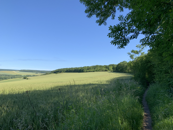 Nous sommes maintenant en lisière de la forêt régionale de la Roche-Guyon. Notre chemin avance en balcon, avec à droite la forêt et à gauche la vallée de l'Epte.