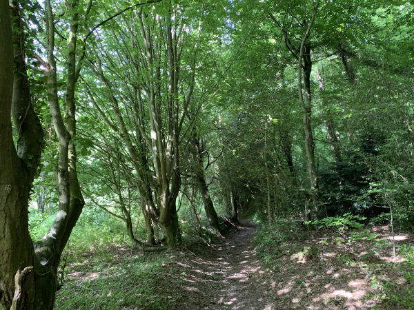 Le bois de la Salle, celui-là même que nous avions traversé au départ, après avoir quitté le chemin des Côtes.