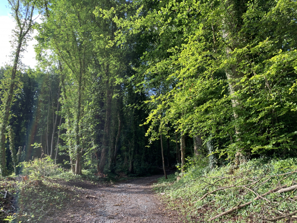 Nous entrons dans le bois de Cordelleville au pied de la Côte Saint-Waast.