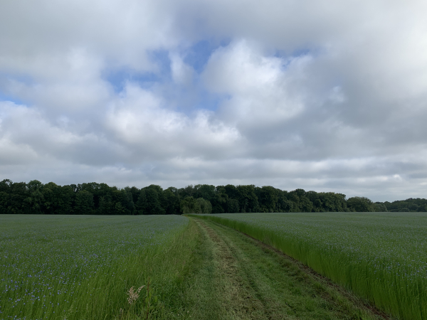 Regard arrière sur le bois de Cordelleville. Nous sommes maintenant dans la Plaine de la Houssiette, entourés de lin en fleur.