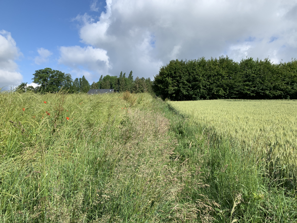 Le Bois Hébert, chemin des Chasse-Marée. Ce chemin au nom célèbre aurait besoin d'un peu d'entretien, mais le passage est plus facile qu'il n'y paraît.