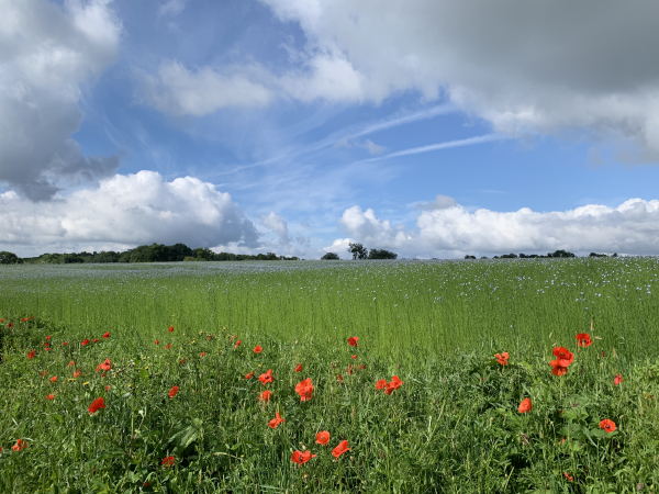 Rue du Bois Hébert. Il y a de nombreux champs de lin sur le plateau, et en cette fin juin le lin est en fleur.