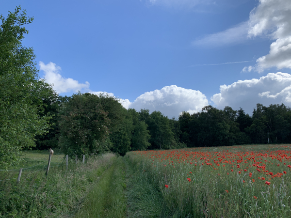 Après le Bocasse, nous descendons en direction du Bois de Grugny.
