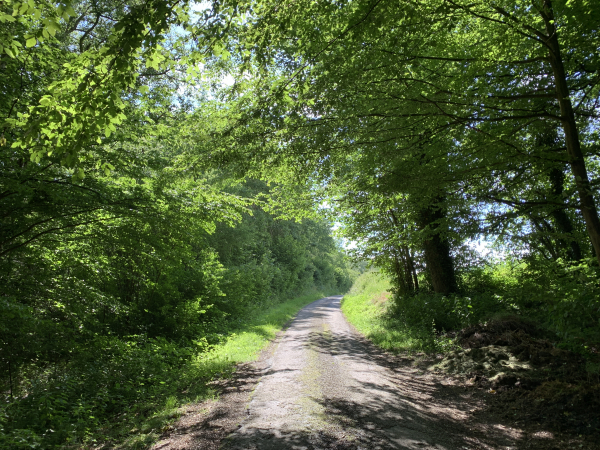 Nous arrivons sur la rue du Fond des Bois que nous allons suivre jusqu'à Clères.