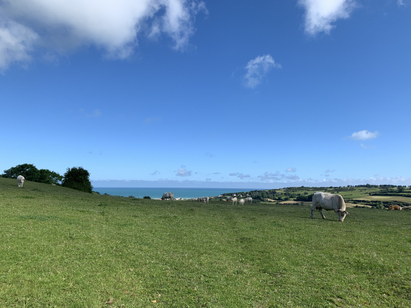 La Côte Sèche. Nous pourrions jalouser l'environnement de ces vaches !