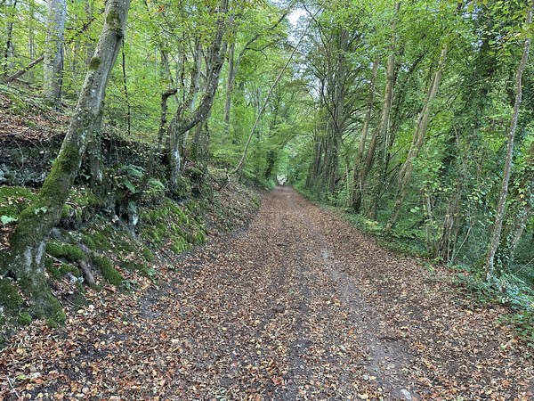 Nous quittons rapidement la D71 et montons dans le bois du Renard. Le chemin est large et empierré, la pente est douce avec une petite accentuation avant le sommet.