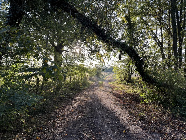 Au sommet, nous quittons le chemin principal, sortons du bois et marchons vers Irreville.