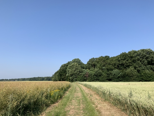 Nous avons quitté la D541 et marchons maintenant vers le bois de Carcouet en direction du GR222.