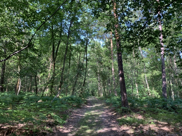 Encore un bois très agréable et des chemins parfaits. Nous arrivons sur le GR222 qui va nous conduire à Hondouville.