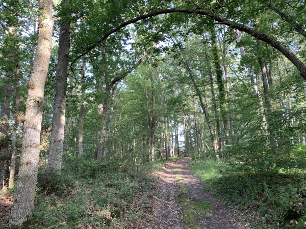 Montée dans le bois vers les Marettes.