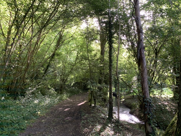 Notre chemin longe la Risle en sous-bois.