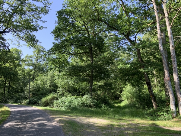 Nous quittons la route du Val Gallerand pour entrer dans le bois de la Noë.