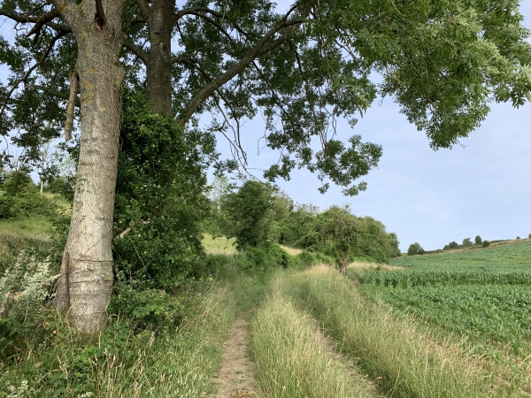 Montée au sommet du Mont Bodin par le chemin du Fond Mathieu.