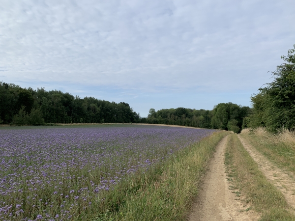 Le Pays-de-Bray nous offre de la couleur dans ses champs ! Mais ce n'est pas de la décoration, c'est de l'engrais vert ! Ces fleurs mauves sont des phacélies, elles éliminent les mauvaises herbes, conservent la structure du sol et ses minéraux. En automne, elles constituent un bon engrais vert.
