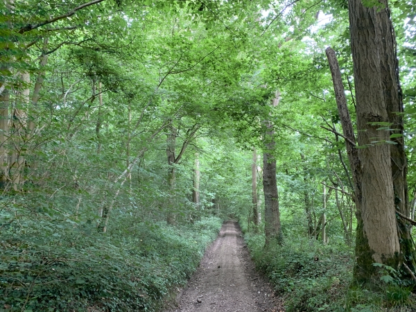 Le chemin traverse une zone boisée dans la descente.
