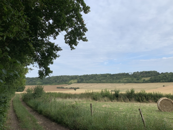 Dès que la descente est moins raide, les bois sont remplacés par les champs.