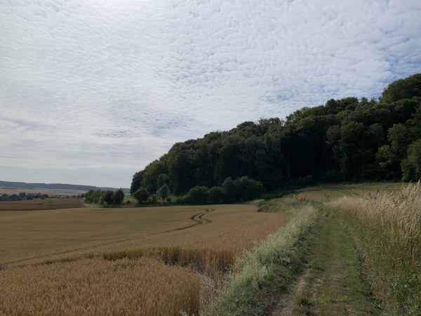 Nous marchons en lisière du bois de Locus.
