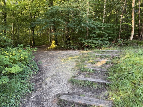 Les escaliers montent dans la Forêt Communale de Darnétal. Nous allons prendre le chemin à droite, toujours sur le GR25c.