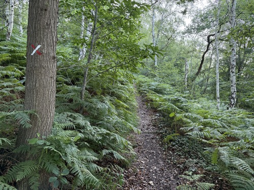 Juste après ce dernier panorama, nous prenons à gauche à la fourche pour quitter le GR25c et nous diriger vers la sortie du bois.