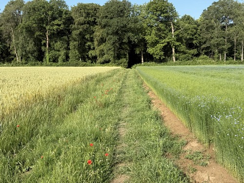 Entrée du bois du Grand Mont Briseuil.
