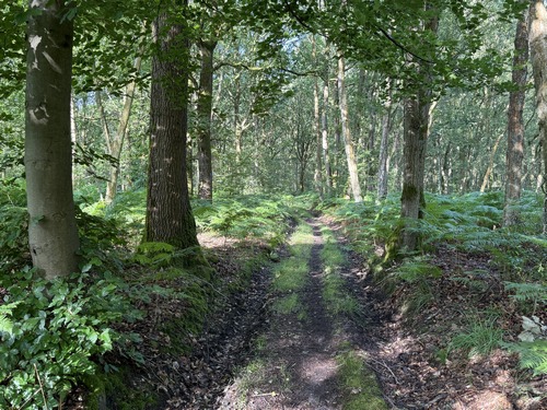 Nous traversons le bois du Grand Mont Briseuil en direction du bois Pigache.