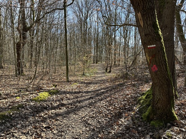 Nous suivons les balises du GR25C pour ne pas nous perdre dans les multiples chemins du bois du Roule.