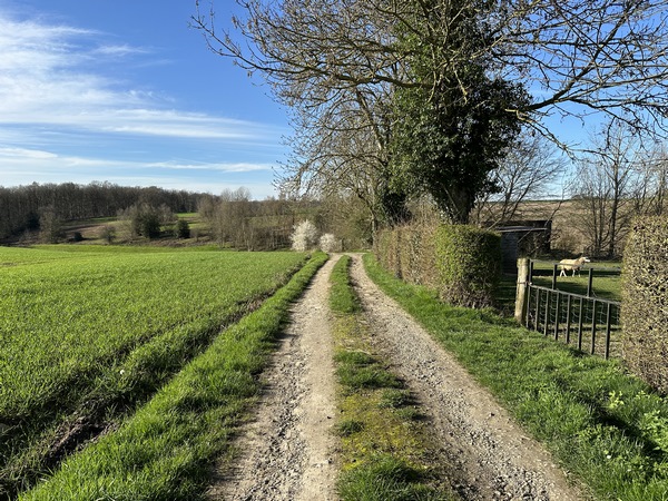 La rue de Bellevue se prolonge en chemin en direction des bois.