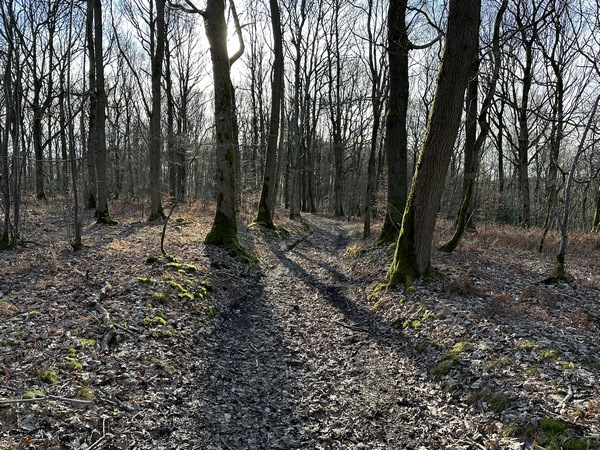 Nous traversons le bois du Grand-Mont-Briseuil en direction du bois Pigache.