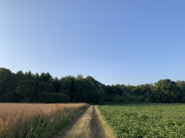 Le Petit-Thuit. Nous allons entrer dans le bois de la Vente-Voisin.