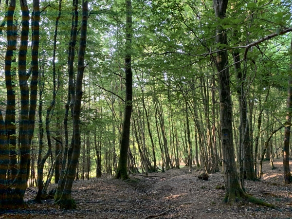 La traversée du bois de la Vente-Voisin n'était pas facile (chemin peu visible, nombreuses branches mortes à terre...), mais désormais il suffit de suivre de récentes balises bleues.