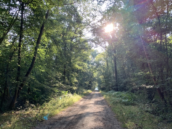 Ancienne route de Touffreville dans le bois du Bosc au Moine.