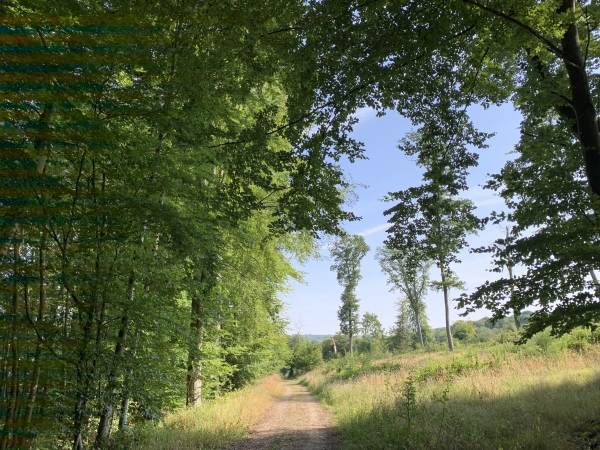 Nous entrons en forêt domaniale de Lyons pour rejoindre Rosay-sur-Lieure, en suivant les balises jaunes du sentier de la Jacassière (Lyons-Andelle Tourisme).