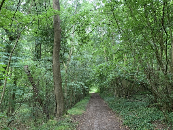Notre chemin traverse ici le bois de Jeufosse.