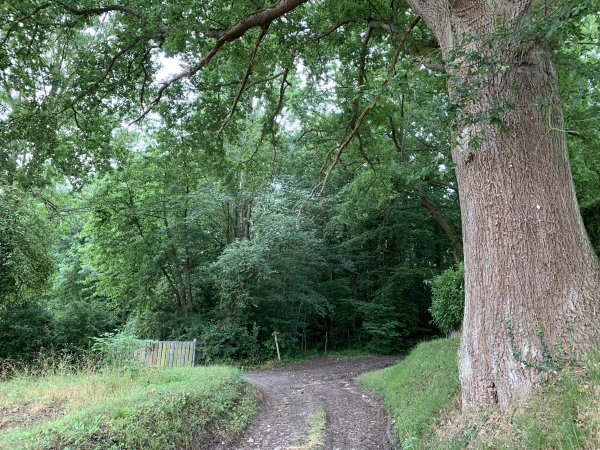 Nous entrons dans le bois de Brillehaut, propriété de la commune de St-Aubin-sur-Gaillon.