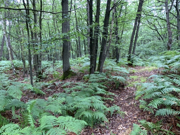 Nous quittons momentanément notre chemin pour passer devant le fort Sarrazin, dont on distingue vaguement une petite motte et un fossé.
