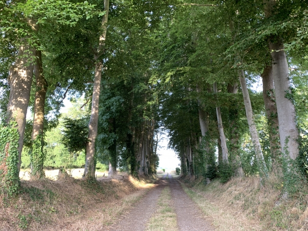 A quelques mètres de notre départ du parking de la petite mairie de Colmesnil-Manneville, nous entrons sur le Chemin de la Ferme.