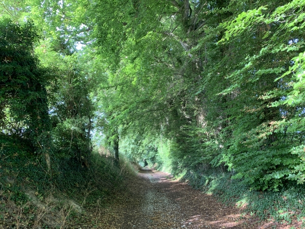 Nous descendons jusqu'à la vallée de la Vienne par un chemin ombragé.