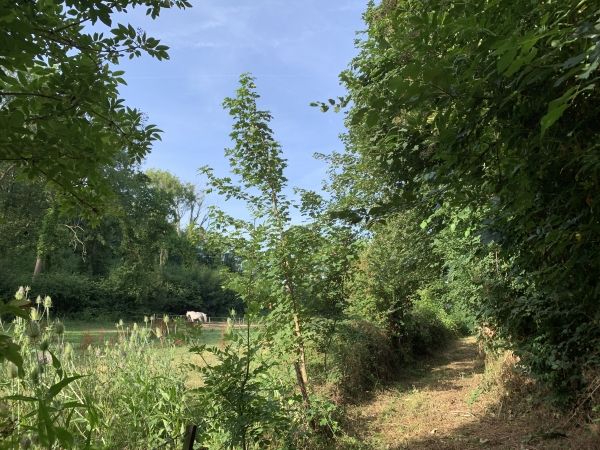 A proximité du Moulin d'Hermanville, nous remontons (momentanément) sur le plateau.