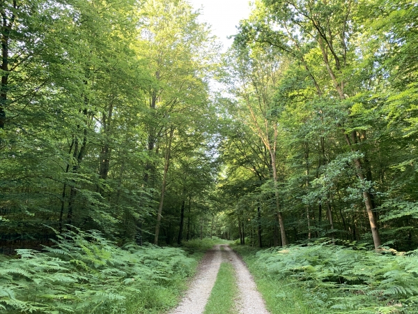 Nous suivons le chemin que devaient suivre les moines du prieuré pour rejoindre l'abbaye de Jumièges.