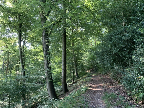 Le GR23 qui descend vers la Vallée de la Seine est très agréable.