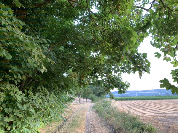 Chemin du Roi, et en face, le pont de Brotonne sur la Seine.