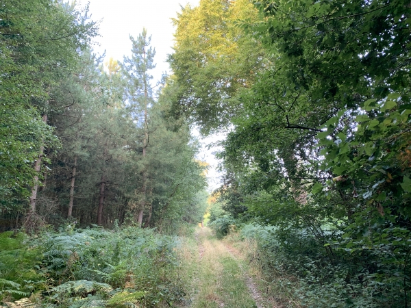Nous sommes maintenant en forêt communale de ND-de-Bliquetuit. C'était une lande sur laquelle étaient élevés des moutons. Elle avait même un moulin, le moulin des Bruyères. La forêt a été plantée au début du XXe siècle.