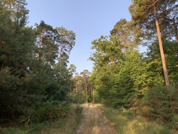 La forêt communale est gérée par l'ONF. Elle est principalement peuplée de pins qui s'adaptent facilement au sol pauvre et se regénèrent naturellement. Elle jouxte la forêt domaniale de Brotonne.