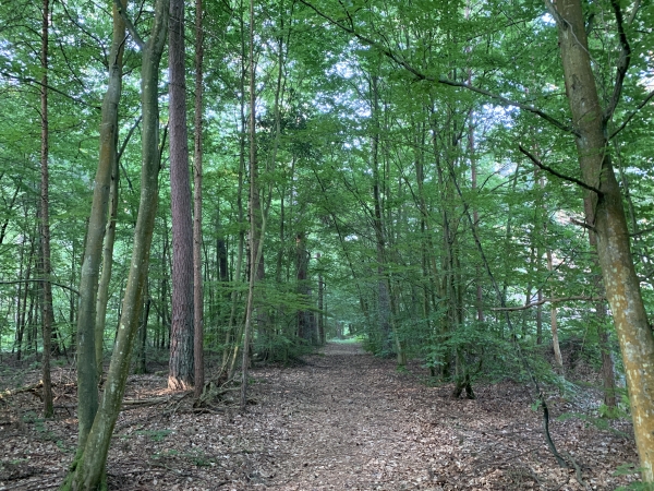 Nous allons rejoindre un ancien chemin frontière de la forêt royale.